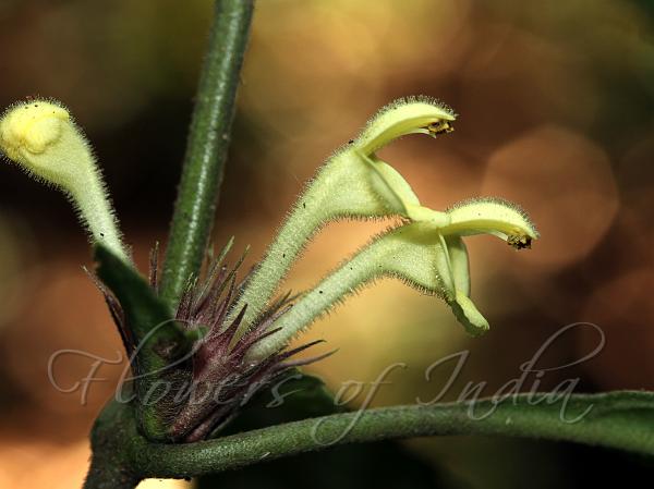 Long-Flowered Gomphostemma